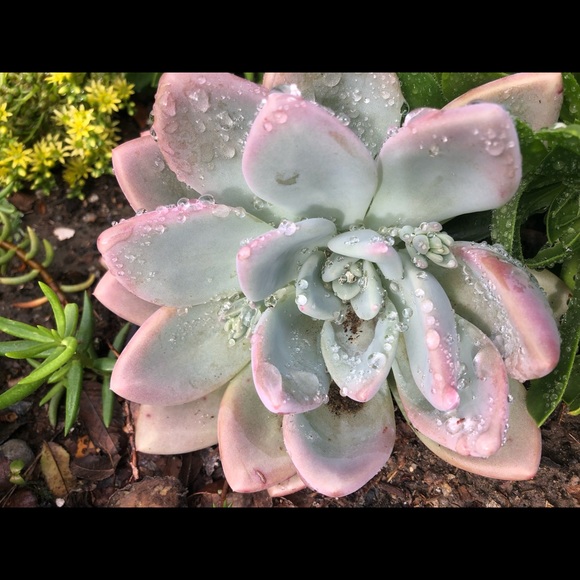 Meet your Posher, M - Picture 1 of 1